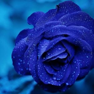 Meet your Posher, Antoinette